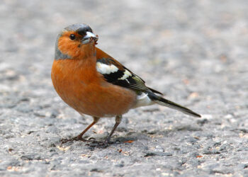 La Regione Toscana ha richiesto un parere all’ISPRA sul prelievo in deroga del fringuello