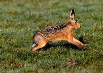 Monitoraggio della lepre europea, l’importanza della termografia a infrarossi