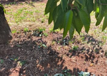 Cinghiali sempre più ghiotti di ciliegie: in Puglia agricoltori esasperati