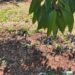 Cinghiali sempre più ghiotti di ciliegie: in Puglia agricoltori esasperati