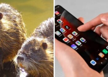 L’app che permette di segnalare e controllare le nutrie nel Polesine