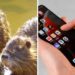 L’app che permette di segnalare e controllare le nutrie nel Polesine