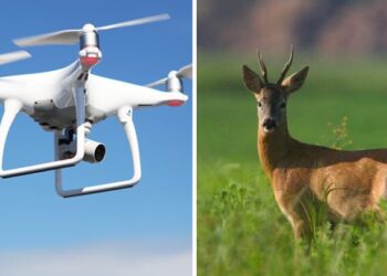 Droni per monitorare i caprioli durante lo sfalcio: nel Bellunese via libera al progetto dei cacciatori