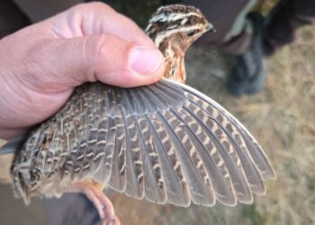 Federcaccia partecipa allo stage formativo FACE sul progetto spagnolo di monitoraggio della quaglia