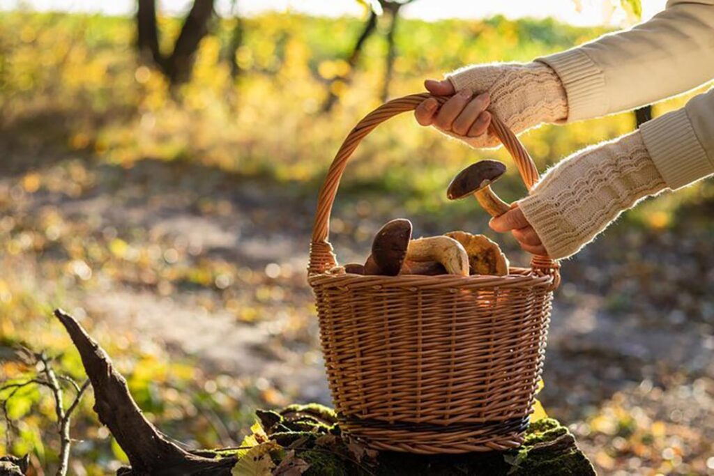 cestino per funghi