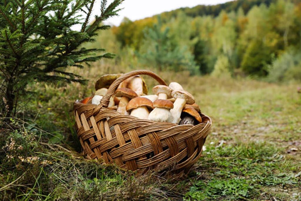 raccolta funghi porcini raccolta funghi porcini