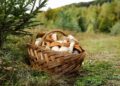 Cesti per funghi: il bosco chiama, Caccia Shopping risponde con tradizione e qualità