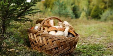 Cesti per funghi: il bosco chiama, Caccia Shopping risponde con tradizione e qualità