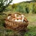 Cesti per funghi: il bosco chiama, Caccia Shopping risponde con tradizione e qualità