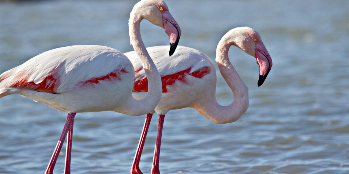 Gli impatti del fenicottero sugli ecosistemi vallivi: il contributo scientifico dei cacciatori