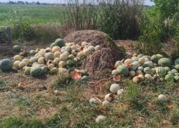 Nella Bassa Emiliana le nutrie hanno preso di mira meloni e angurie: perdite incalcolabili