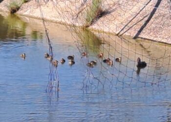 Zone umide gestite dai cacciatori: nidificazioni in corso – VIDEO