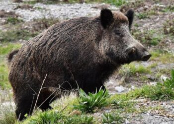 Emergenza cinghiali all’Isola d’Elba: Prefetto convoca incontro con sindaci, parco e Regione per il 23 luglio