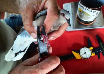 Coordinamento Colombaccio Italia e Centro Ornitologico Malpasso: un binomio vincente per la ricerca