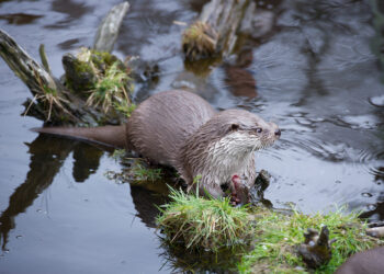 In Alto Adige è tornata ufficialmente la lontra