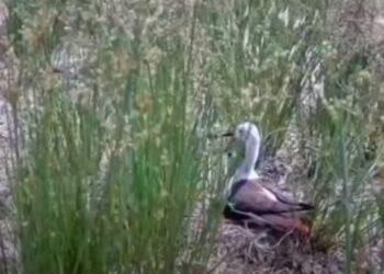Laghi da caccia tesori di biodiversità: dalla deposizione delle uova alla nascita di 4 pulcini di Cavaliere d’Italia – VIDEO