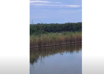 Ancora vincente la gestione dei cacciatori: 2 covate di moriglioni nel Ravennate – VIDEO