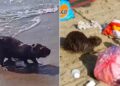 A Mondragone (Caserta) una nutria finisce direttamente in spiaggia