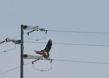 Linee elettriche e avifauna: una minaccia per la sopravvivenza delle specie più vulnerabili