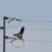 Linee elettriche e avifauna: una minaccia per la sopravvivenza delle specie più vulnerabili