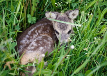 Alto Adige, nel 2024 i cacciatori hanno salvato 1.600 cerbiatti dalla falciatura