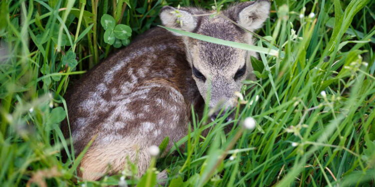 Young wild roe deer in grass, Capreolus capreolus. New born roe deer, wild spring nature.