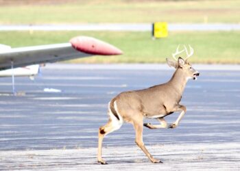 Nel 2024 oltre 2.600 incidenti tra aerei e fauna selvatica in Italia: +8.3% rispetto all’anno precedente