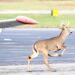 Nel 2024 oltre 2.600 incidenti tra aerei e fauna selvatica in Italia: +8.3% rispetto all’anno precedente