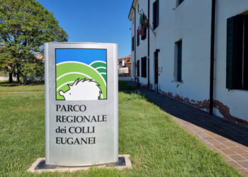 Immissione illegale di cinghiali nel Parco dei Colli Euganei, il caso denunciato ai Carabinieri