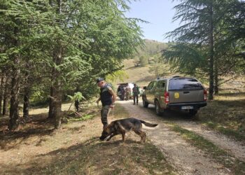 Parco Nazionale d’Abruzzo, esito negativo dalla perlustrazione dell’area in cui sono stati trovati i resti di un orso