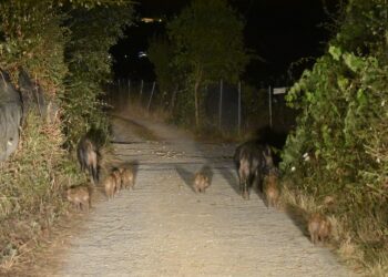 Isola d’Elba, ormai siamo alla follia: ignoti sabotano le trappole di cattura degli ungulati per liberarli