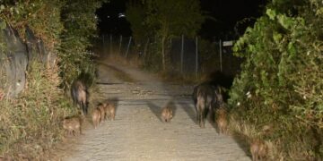 Isola d’Elba, ormai siamo alla follia: ignoti sabotano le trappole di cattura degli ungulati per liberarli