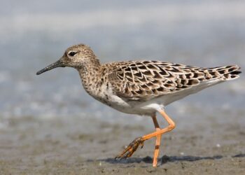 Il Progetto Combattente è realtà nelle Marche: monitoraggio in corso per conoscere rotte e presenza