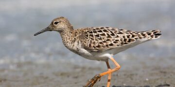 Il Progetto Combattente è realtà nelle Marche: monitoraggio in corso per conoscere rotte e presenza