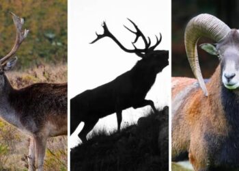Toscana: i piani di prelievo per daini, cervi e mufloni
