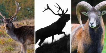Toscana: planuri de sacrificare a cerbilor lopătari, cerbilor roșii și mufloanelor