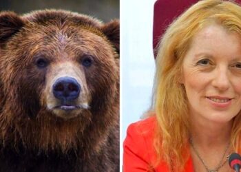 Brambilla scrive alla Provincia di Trento: “Trasferite orsa M49 in Romania, sono pronta a farmi carico delle spese”