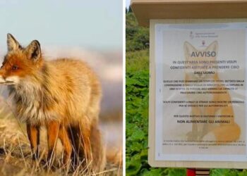 Trentino, la golosità delle volpi costa caro: multe salate a chi fornirà cibo