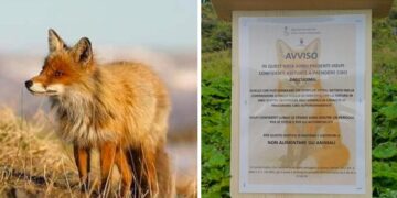 Trentino, la golosità delle volpi costa caro: multe salate a chi fornirà cibo