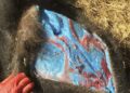 Cos’è questa storia dei cinghiali con la carne blu?