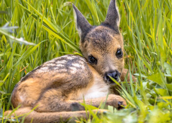 L’esempio dei cacciatori altoatesini: “Salviamo i piccoli di capriolo dallo sfalcio per senso di responsabilità”
