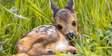 Exemplul vânătorilor din Tirolul de Sud: „Salvăm puii de căprioară de la tăiere din simț al responsabilității.”