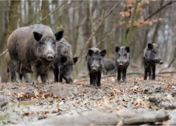 Peste suina, in Emilia Romagna entrano in azione i cani molecolari per cercare le carcasse dei cinghiali