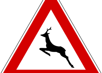 Per l’auto danneggiata da un selvatico, paga la Regione