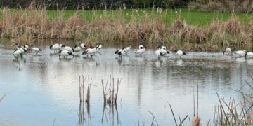 Cacciatori marchigiani e nidi artificiali, servono azioni più incisive per controllare le specie opportuniste