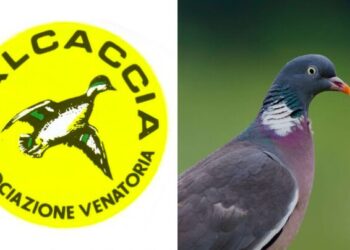 Italcaccia: “La gestione del colombaccio è una sfida per la caccia e per il territorio”