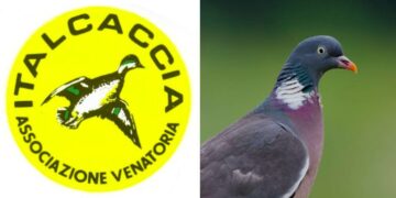 Italcaccia: “La gestione del colombaccio è una sfida per la caccia e per il territorio”