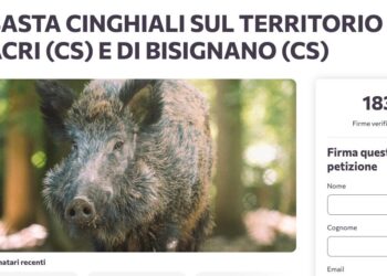 Cittadini calabresi esasperati dai cinghiali: lanciata una petizione su Change.org