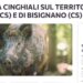 Cittadini calabresi esasperati dai cinghiali: lanciata una petizione su Change.org