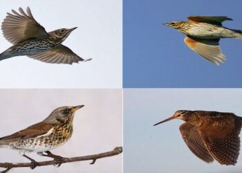 Gli animalisti colpiscono ancora: nelle Marche 21 giorni in meno di caccia per tordi, cesene e beccacce